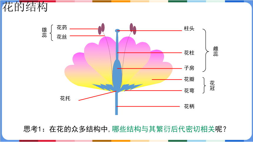 3.2.3开花和结果课件(共39张PPT+内嵌视频3个)人教版初中生物七年级上册