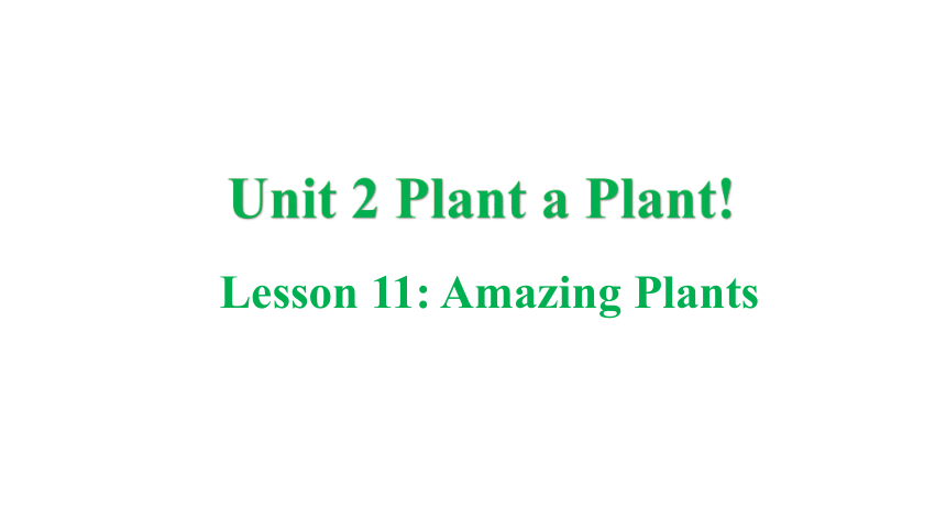 冀教版八年级下册Unit 2 Plant a Plant Lesson 11 Amazing Plants课件(共31张PPT)