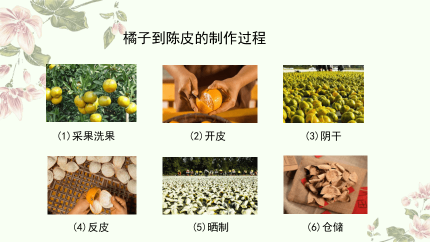 小学科学教科版一年级上册：我们离不开植物科学阅读-教学课件(共32张PPT+视频)