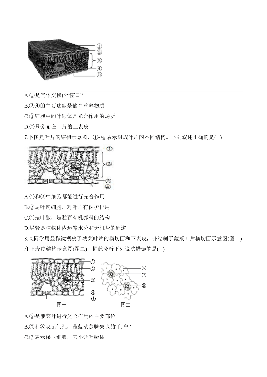 2024年中考生物二轮复习重点实验通关练——实验七 观察叶片的结构（含解析）