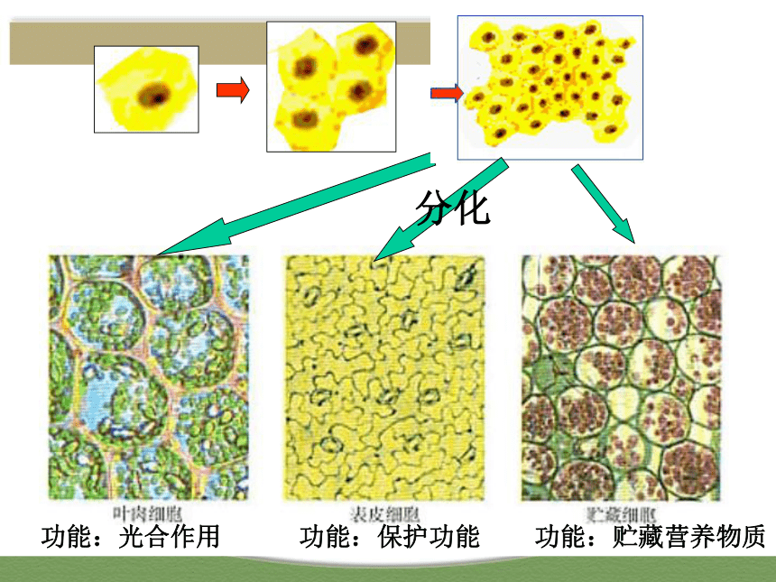 高中生物   人教版（新课程标准）  必修一  第六章 第2节   细胞的分化（42张PPT）