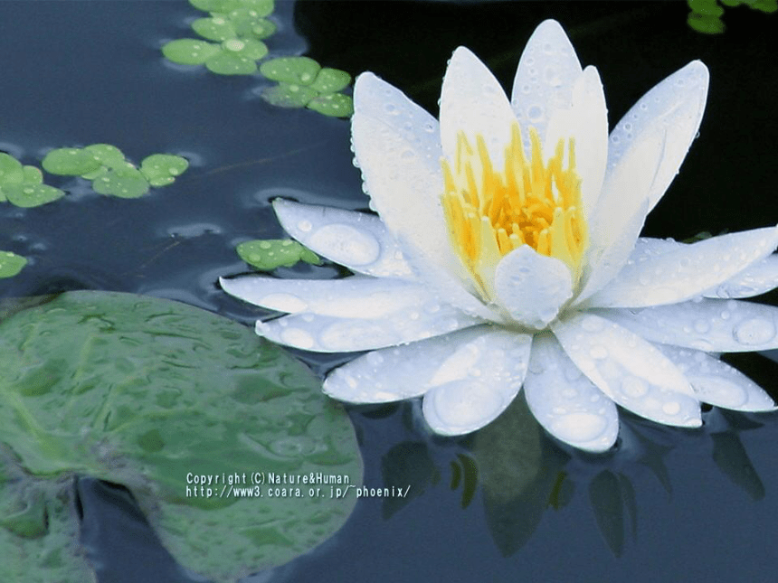 冀教版七年级下册 3.花卉装饰画 课件（28张幻灯片）