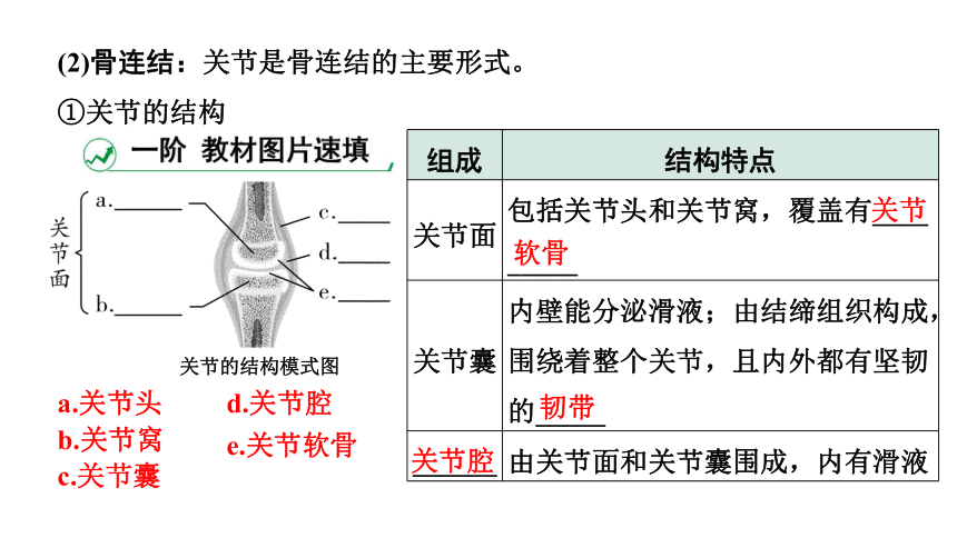 2024广西中考生物二轮中考考点研究 主题五 动物的运动和行为 课件（共36张PPT）