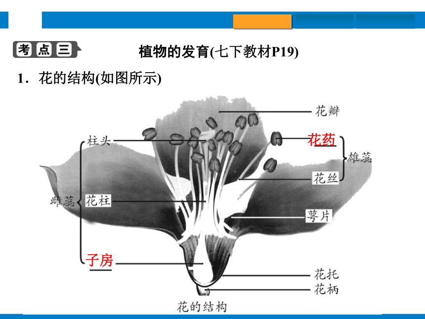 2024浙江省中考科学总复习第4讲　植物的生殖和发育　细菌、真菌的繁殖（课件 32张PPT）