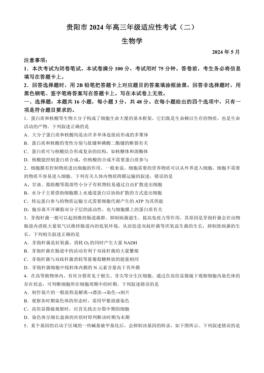 贵州省贵阳市2024届高三下学期5月二模试题 生物（含答案）