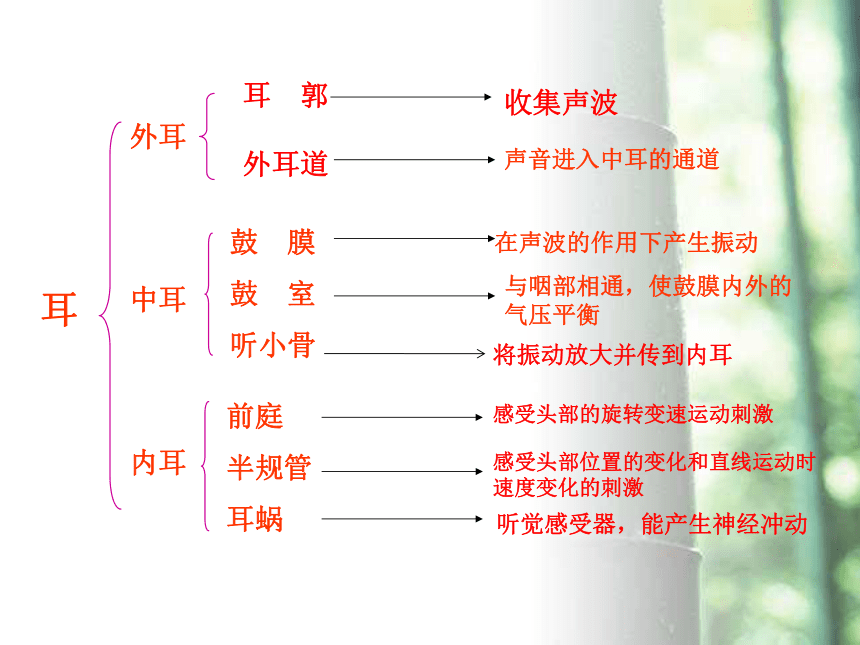 冀教版七年级生物下册2．4．1信息的获取——听觉 课件（共22张PPT）