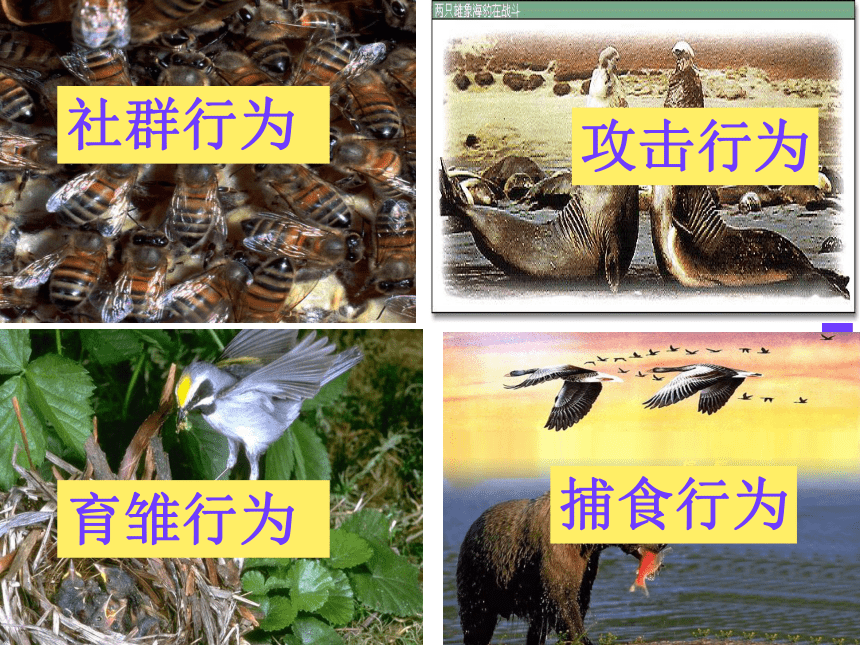京改版八年级上册生物9.2 动物的行为  课件 (共22张PPT)