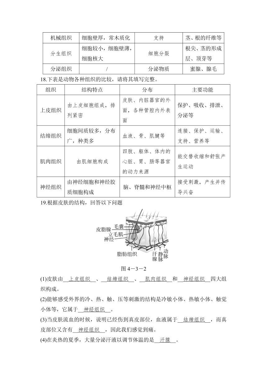 4.3 组织、器官和系统 同步测试（2课时，含答案）