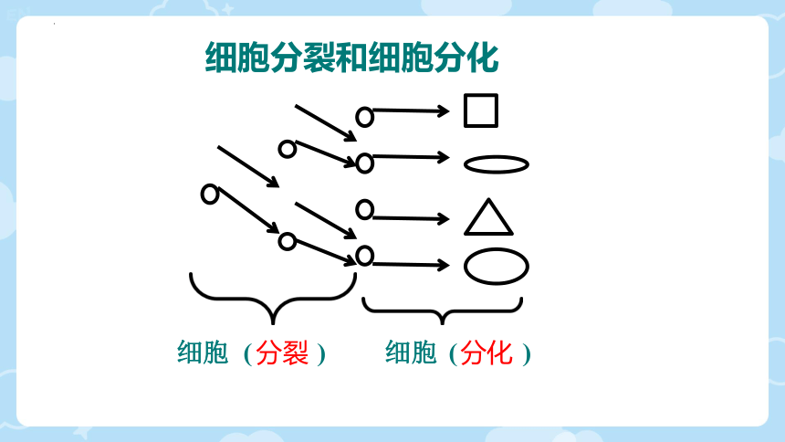 2.3.3  细胞的分裂与分化  课件(共24张PPT)2023-2024学年苏教版生物七年级上册