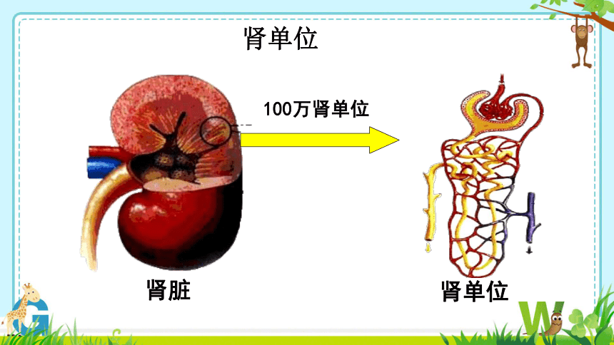 第四单元第五章 人体内废物的排出 课件(共27张PPT＋内嵌视频1个)人教版七年级下册生物