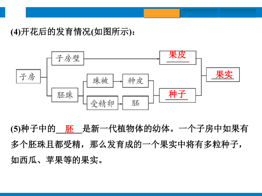 2024浙江省中考科学总复习第4讲　植物的生殖和发育　细菌、真菌的繁殖（课件 32张PPT）