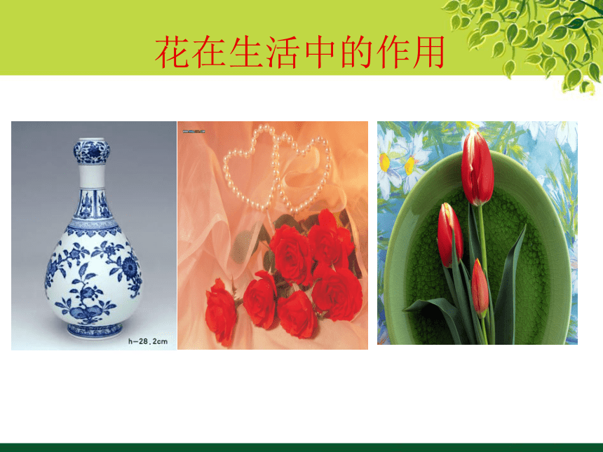 冀教版七年级下册 3.花卉装饰画 课件（28张幻灯片）