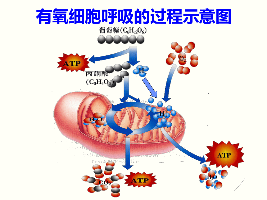 人教版高中生物必修1-5.3 ATP的主要来源——细胞呼吸(30张PPT)