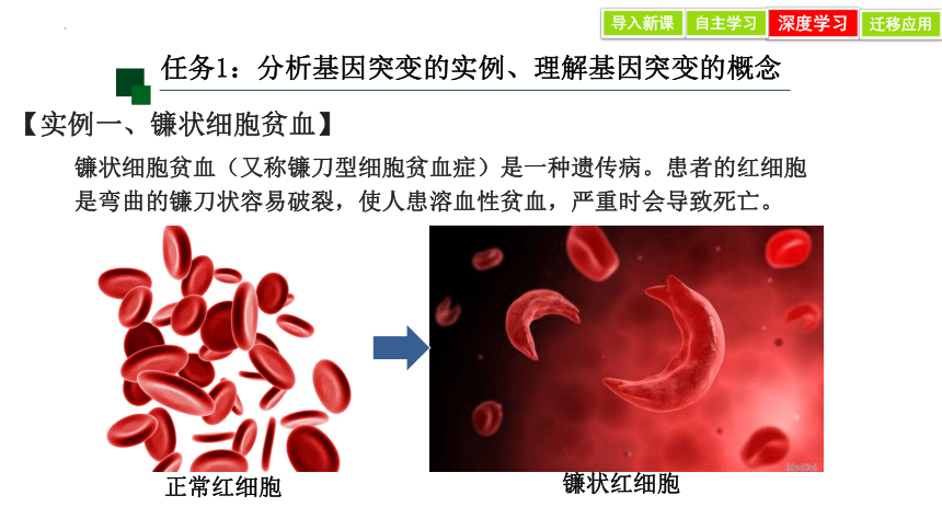 5.1 基因突变和基因重组 课件(共28张PPT)-2023-2024学年高一人教版（2019）生物必修2