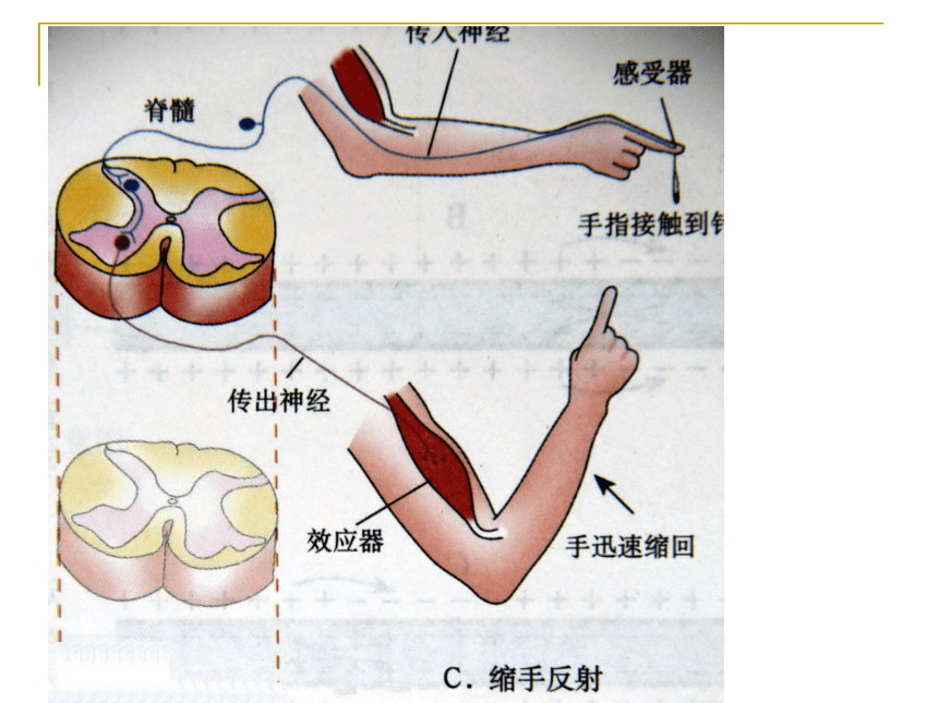 沪教版八年级上册生物课件 2.1.3 神经调节的基本方式--反射 课件 （共27张PPT）