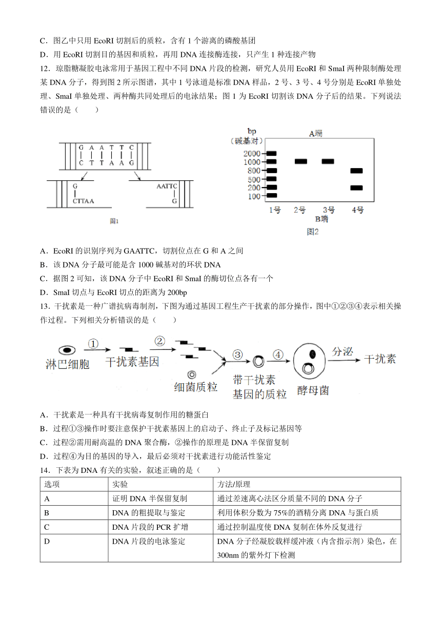 辽宁省实验中学2023-2024学年高二下学期期中阶段测试生物学试题（含答案）