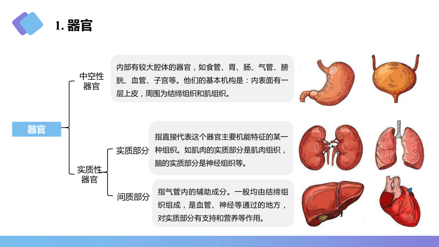 1.4器官、系统和有机体 课件(共15张PPT)《畜禽解剖生理学》同步教学（中国农业出版社）