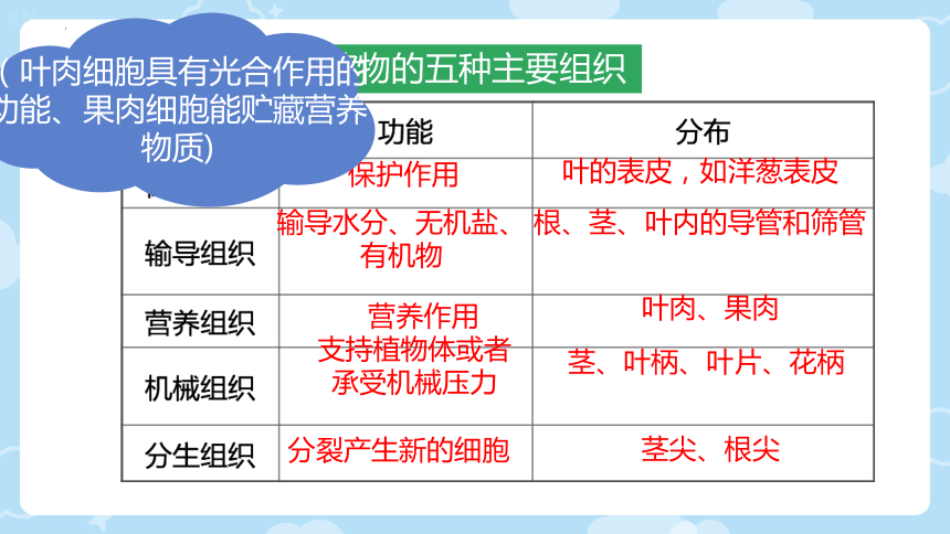 2.3.3  细胞的分裂与分化  课件(共24张PPT)2023-2024学年苏教版生物七年级上册