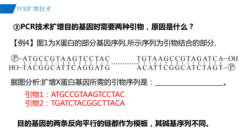 3.2 基因工程的基本操作程序课件(共32张PPT)-2023-2024学年高二下学期生物人教版选择性必修3