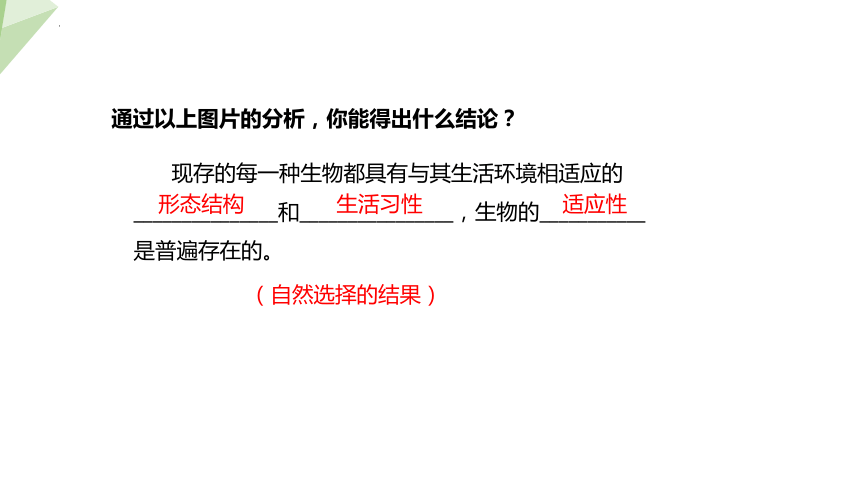 6.1.2 生物对环境的适应与影响 课件(共19张PPT＋内嵌视频2个)2023-2024学年济南版生物八年级下册