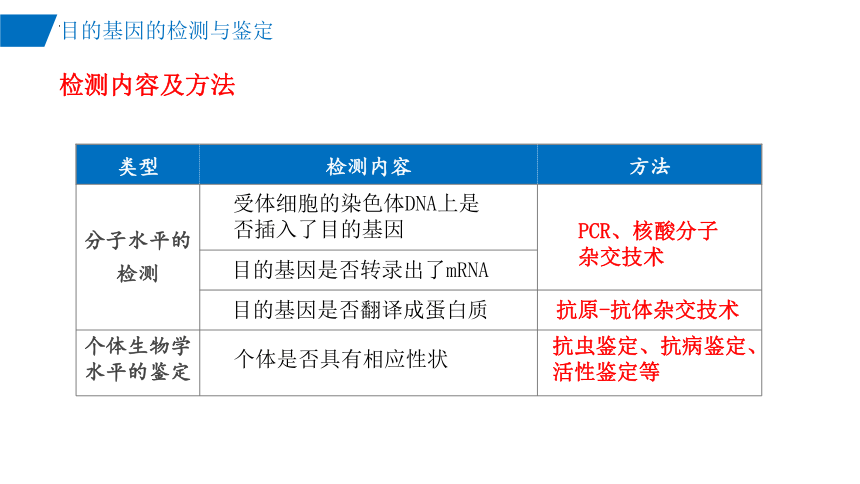 3.2目的基因的检测与鉴定课件(共22张PPT)-2023-2024学年高二下学期生物人教版（2019）选择性必修3