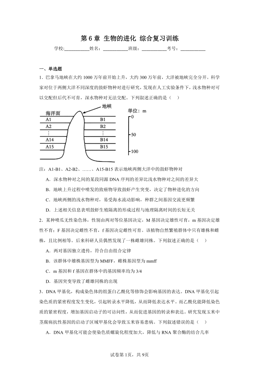 第6章生物的进化综合复习训练（含解析）2023——2024学年高生物人教版（2019）必修2遗传与进化