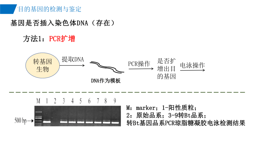 3.2目的基因的检测与鉴定课件(共22张PPT)-2023-2024学年高二下学期生物人教版（2019）选择性必修3