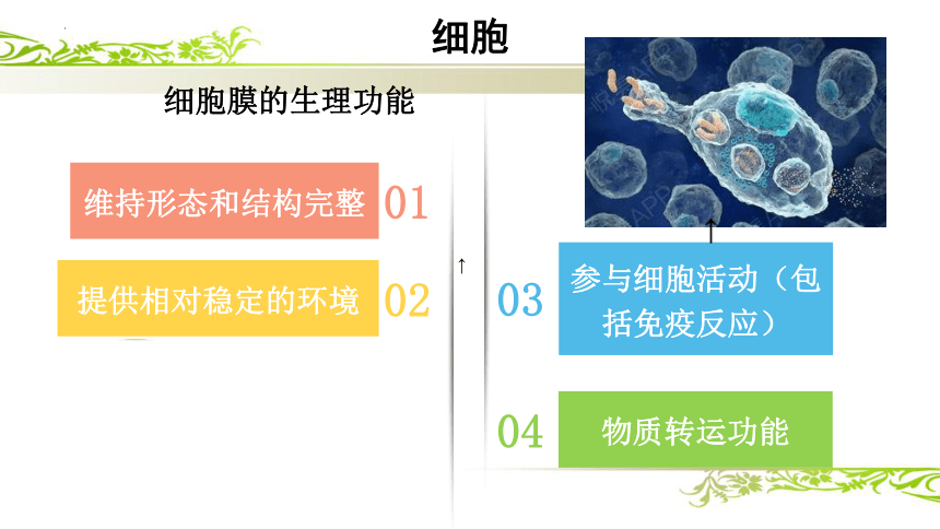 2.1细胞 课件(共26张PPT)《畜禽解剖生理学》同步教学（中国农业出版社）