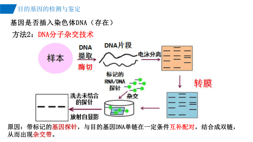 3.2目的基因的检测与鉴定课件(共22张PPT)-2023-2024学年高二下学期生物人教版（2019）选择性必修3