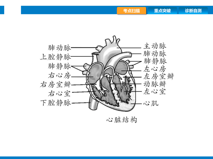 2024浙江省中考科学复习第7讲　动物的新陈代谢（2）（课件 44张PPT）