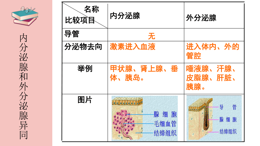 4.12.3激素调节-北师大版七年级生物下册课件(共25张PPT)