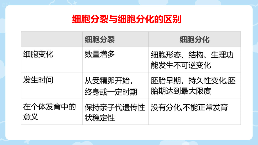 2.3.3  细胞的分裂与分化  课件(共24张PPT)2023-2024学年苏教版生物七年级上册