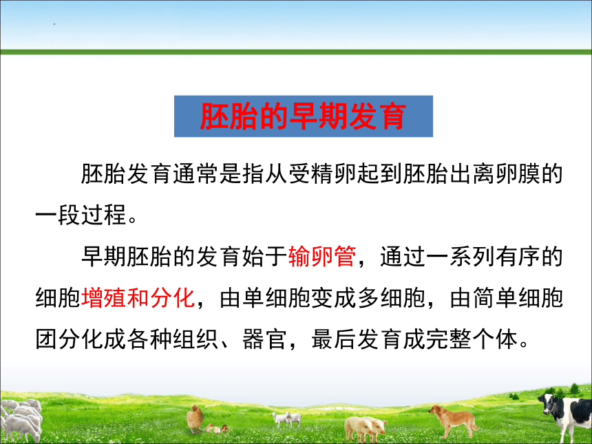 6.3妊娠生理 课件(共29张PPT)《畜禽繁殖》同步教学（中国农业出版社）