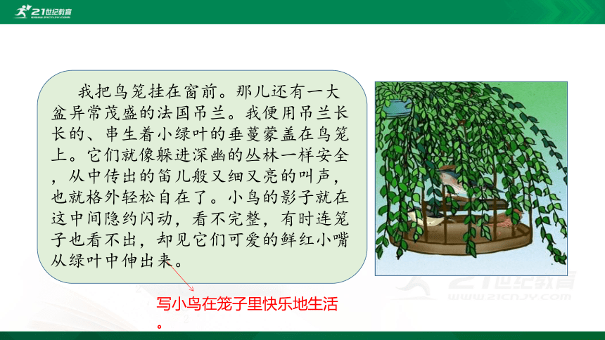 4 珍珠鸟    课件（共24张PPT）