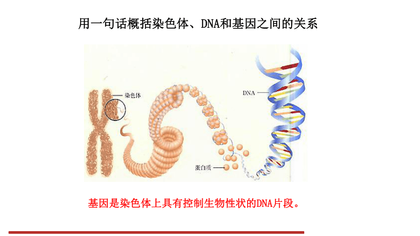 7.2.2 基因在亲子代间的传递 课件（共16张PPT）人教版生物八年级下册
