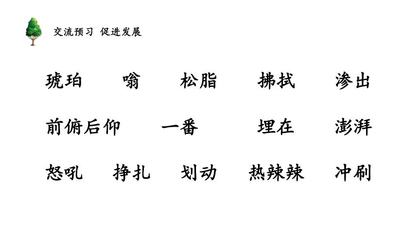 5.琥珀 课件（24张）