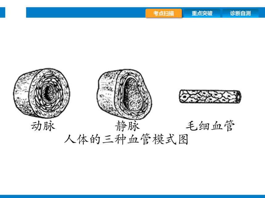 2024浙江省中考科学复习第7讲　动物的新陈代谢（2）（课件 44张PPT）