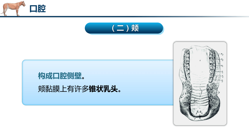 4.2消化器官的解剖结构（1）课件(共39张PPT)《畜禽解剖生理（第四版）》同步教学(中国轻工业出版社)