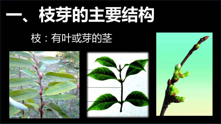 3.5.4植物茎的输导功能课件（共30张PPT）2023--2024学年苏教版生物七年级上册