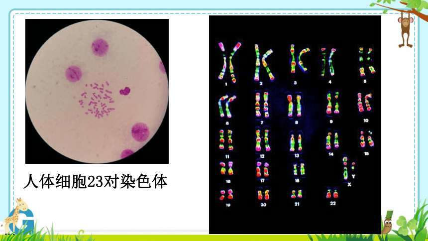 8.22.1 DNA是主要的遗传物质课件(共30张PPT)2023--2024学年苏教版生物八年级下册