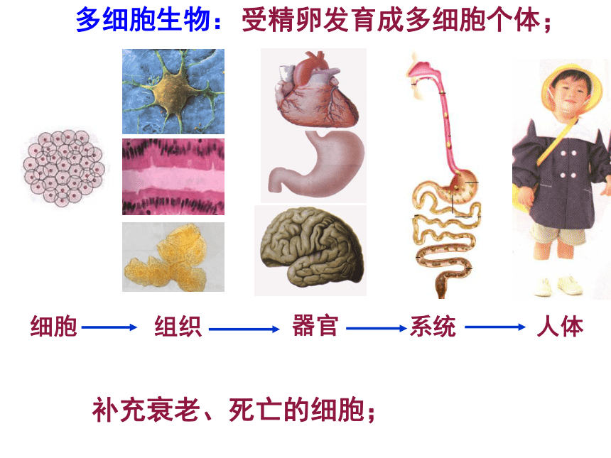 人教版高中生物必修1第六章 第一节 细胞的增殖(55张PPT)