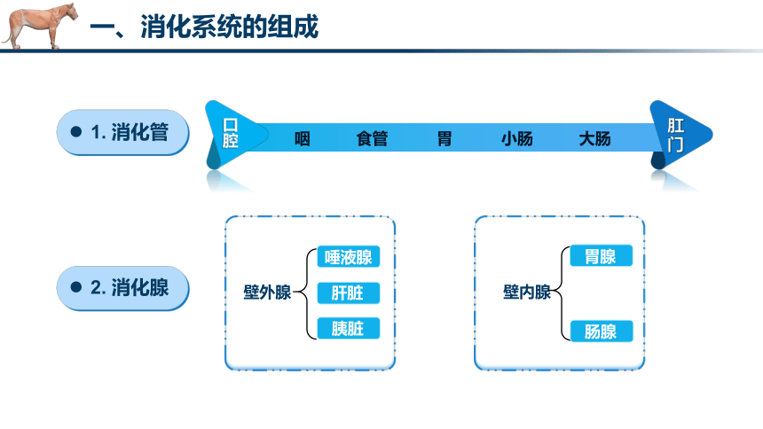 3.1 消化管的识别 课件(共28张PPT)《畜禽解剖生理（第四版）》同步教学(高教版)