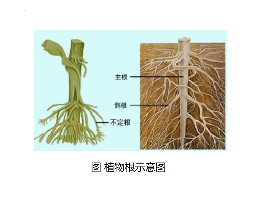 2.1植物的营养器官根 课件(共64张PPT)《种植基础》同步教学（中国农业出版社）