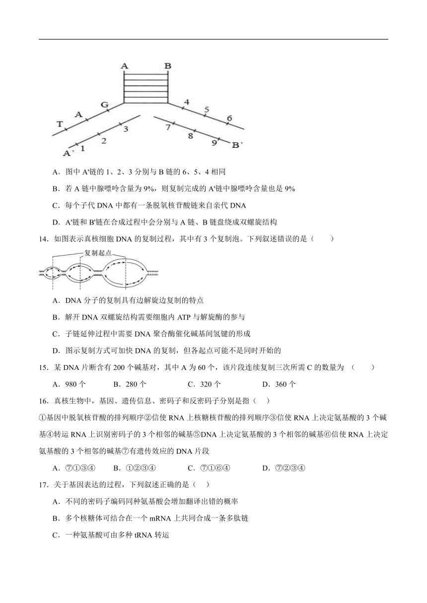 宁夏石嘴山市第一中学2023-2024学年高一下学期5月期中考试生物试卷（含答案）