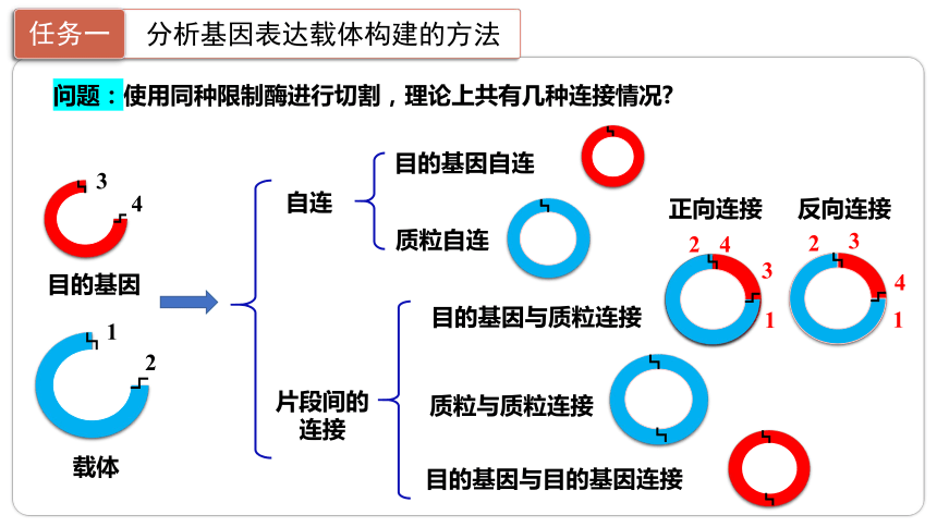 3.2.基因表达载体的构建课件(共23张PPT)-2023-2024学年高二下学期生物人教版（2019）选择性必修3