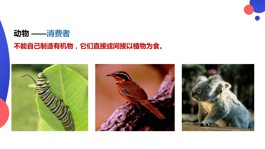 1.2.2 生物与环境组成生态系统 课件 (共20张PPT)人教版生物七年级上册