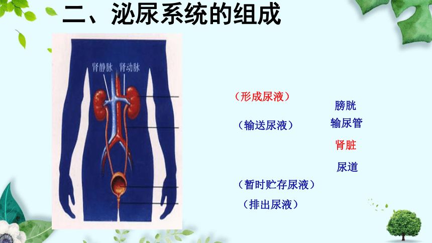 第四单元第五章 人体内废物的排出 课件(共27张PPT＋内嵌视频1个)人教版七年级下册生物