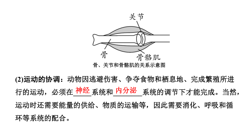 2024广西中考生物二轮中考考点研究 主题五 动物的运动和行为 课件（共36张PPT）