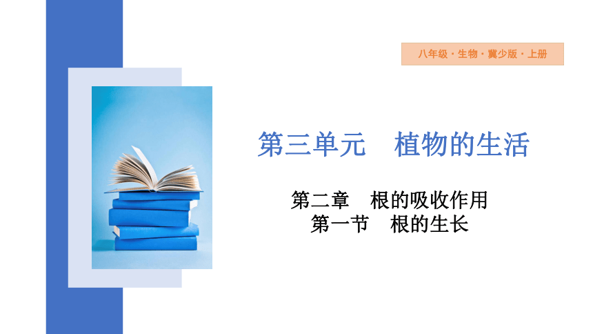 3.2.1 根的生长任务驱动式课件(共14张PPT)冀少版 八年级上册