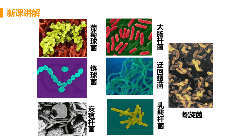 人教版生物八年级上册5.4.2细菌 课件（18张PPT)